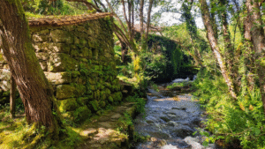 Lee más sobre el artículo Ruta Muíños da Freixa y Roteiro da Ostreira